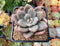 Pachyphytum 'Valentine' 2" Succulent Plant