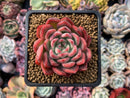 Echeveria 'Cortes' 2"-3" Succulent Plant