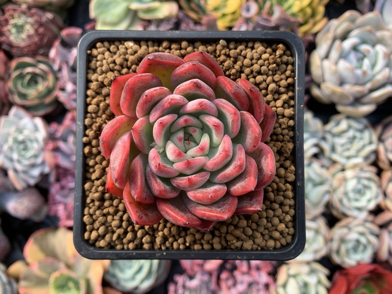 Echeveria 'Cortes' 2"-3" Succulent Plant