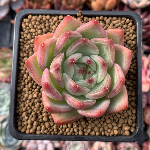 Echeveria Agavoides 'Derenceana' 2"-3" Succulent Plant