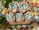 Pachyphytum 'Mureleri' 4" Cluster Succulent Plant