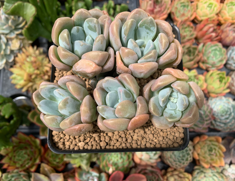 Pachyphytum 'Mureleri' 4" Cluster Succulent Plant