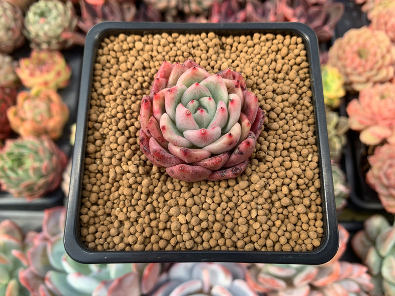 Echeveria Agavoides 'Raja' 1" Small Succulent Plant