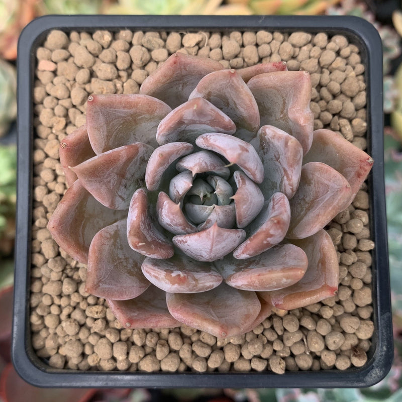 Echeveria sp. 2" Succulent Plant