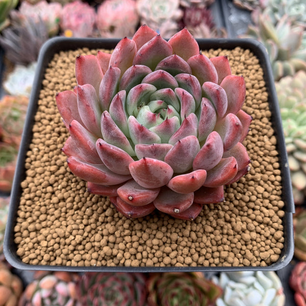 Echeveria Agavoides 'Fanta' 3"-4" New Hybrid (Not E. Cortes) Succulent Plant