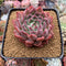 Echeveria Agavoides 'Fanta' 3"-4" New Hybrid (Not E. Cortes) Succulent Plant