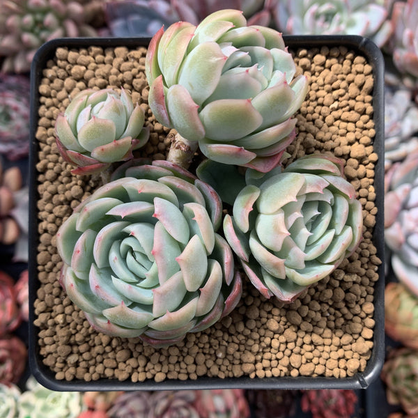 Echeveria 'Twin Berry' Cluster 3" Succulent Plant