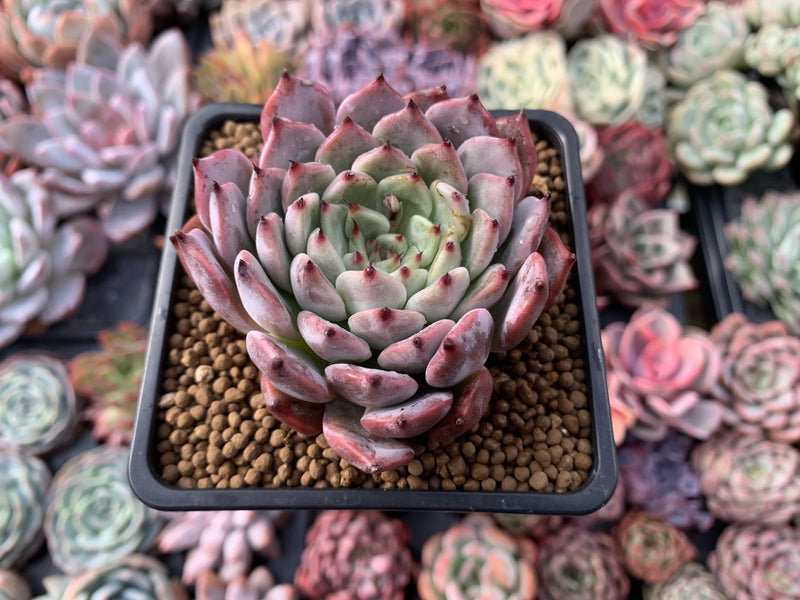 Echeveria 'Jackal' 2"-3" Powdery Succulent Plant