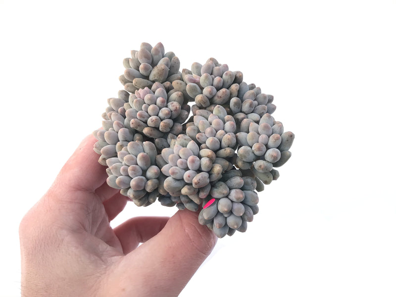 Pachyveria 'Baby Finger' 5" Cluster Succulent Plant