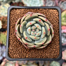 Echeveria 'Ariel' 2" Succulent Plant