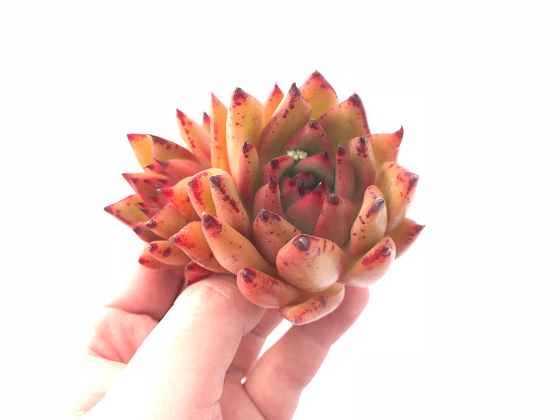 Echeveria Agavoides Maria Cluster 3”-4” Rare Succulent Plant