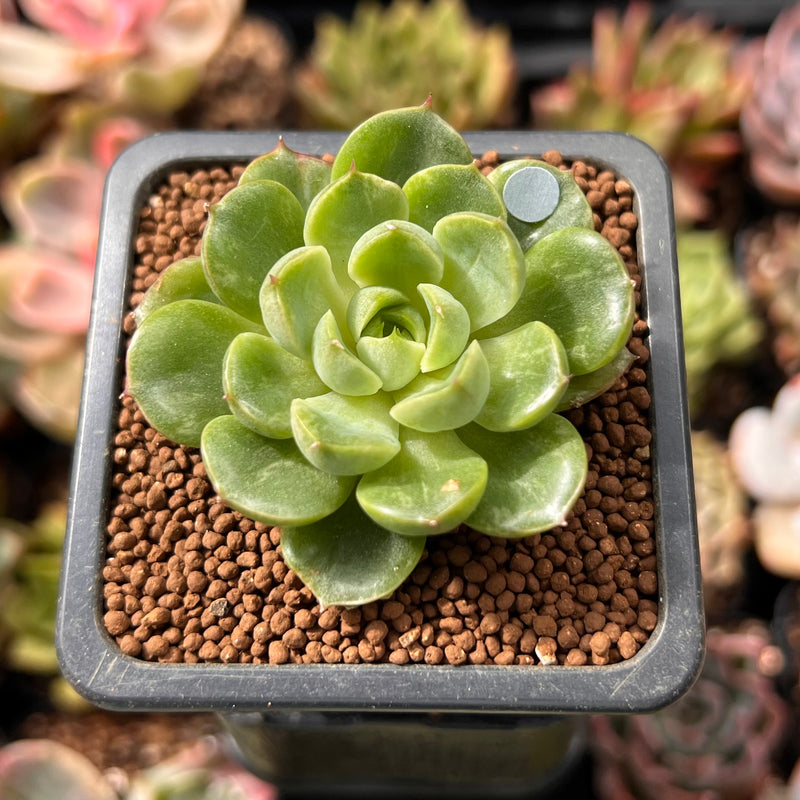 Echeveria sp. Lightly Variegated 1" Succulent Plant