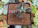 Cotyleydon Orbiculata Var. 'Hoppi' Variegated 2" Succulent Plant