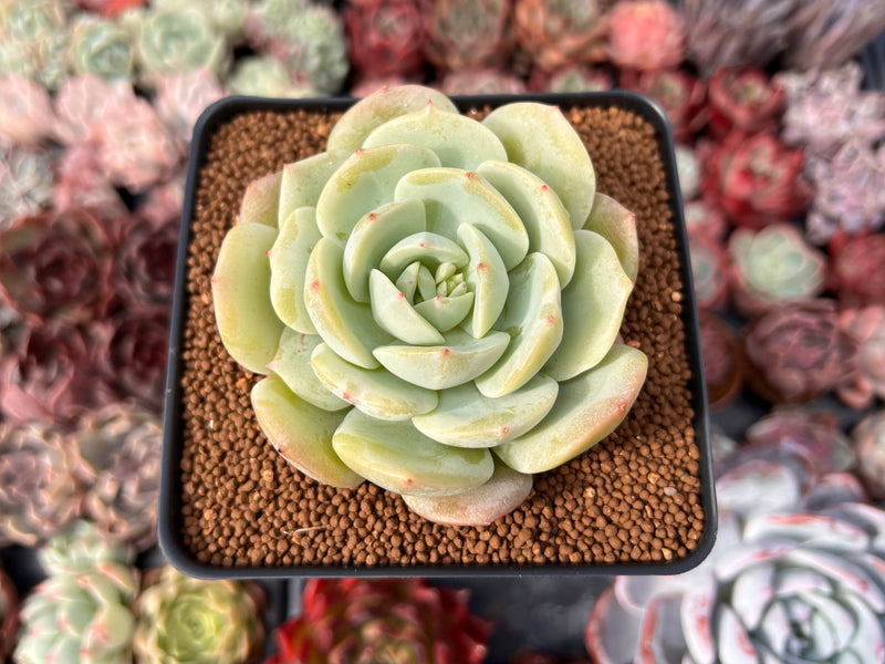 Echeveria sp. 2"-3" Succulent Plant