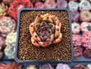 Echeveria Agavoides 'Super Bee' 1"-2" Succulent Plant