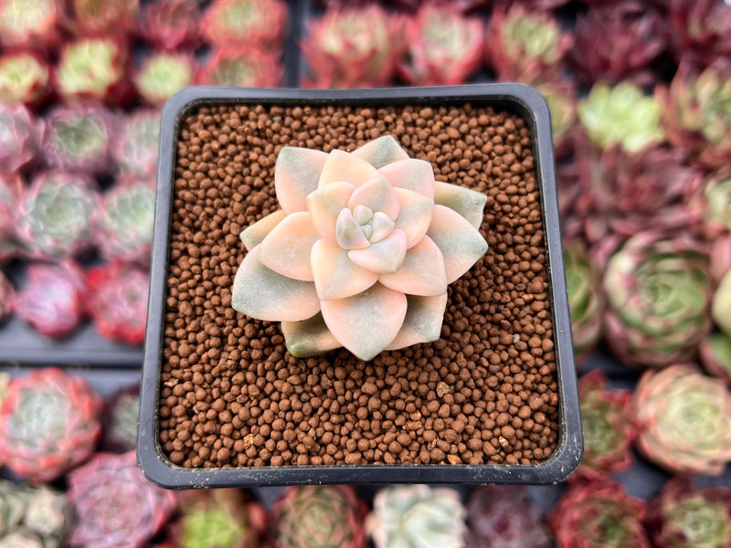 Graptoveria 'Titubans' Variegated 1” Succulent Plant