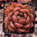 Echeveria Agavoides 'Cagliari' 1" Succulent Plant