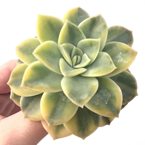 Graptoveria 'Harry Watson' Variegated 4" Succulent Plant