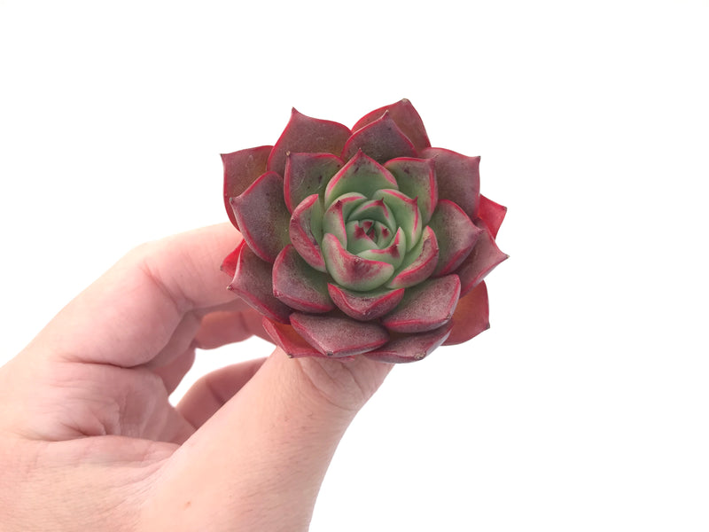 Echeveria 'Hailey' 2" New Hybrid Succulent Plant