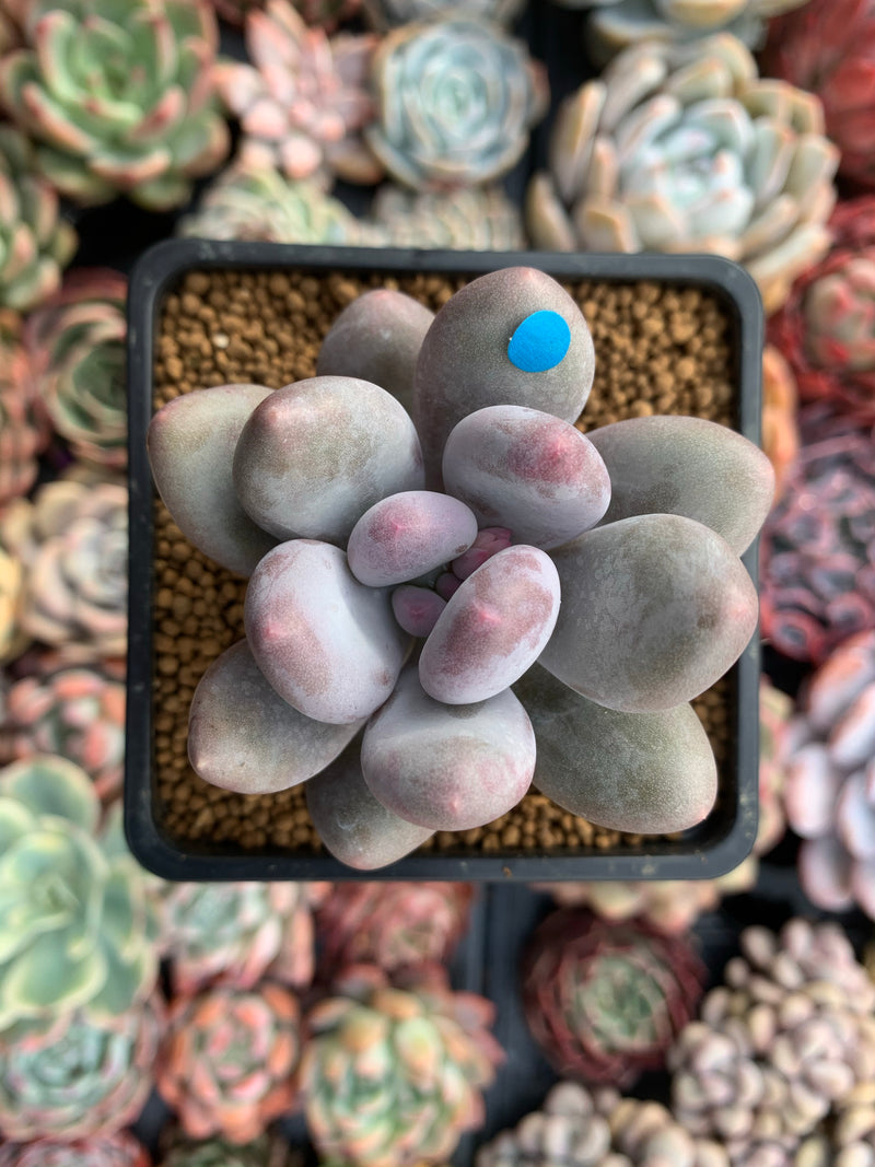 Pachyveria 'Beauty' 2" Powdery Succulent Plant