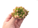 Echeveria Agavoides 'Pink Maria' Hybrid 4" Succulent Plant