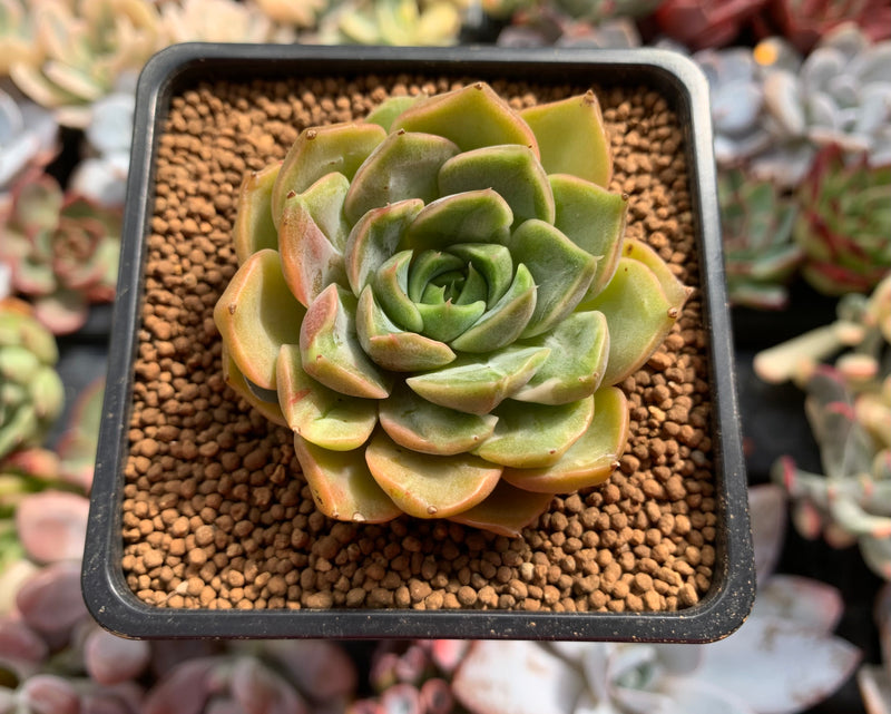 Echeveria sp. 2" Variegated/Mutated 1"-2" Succulent Plant