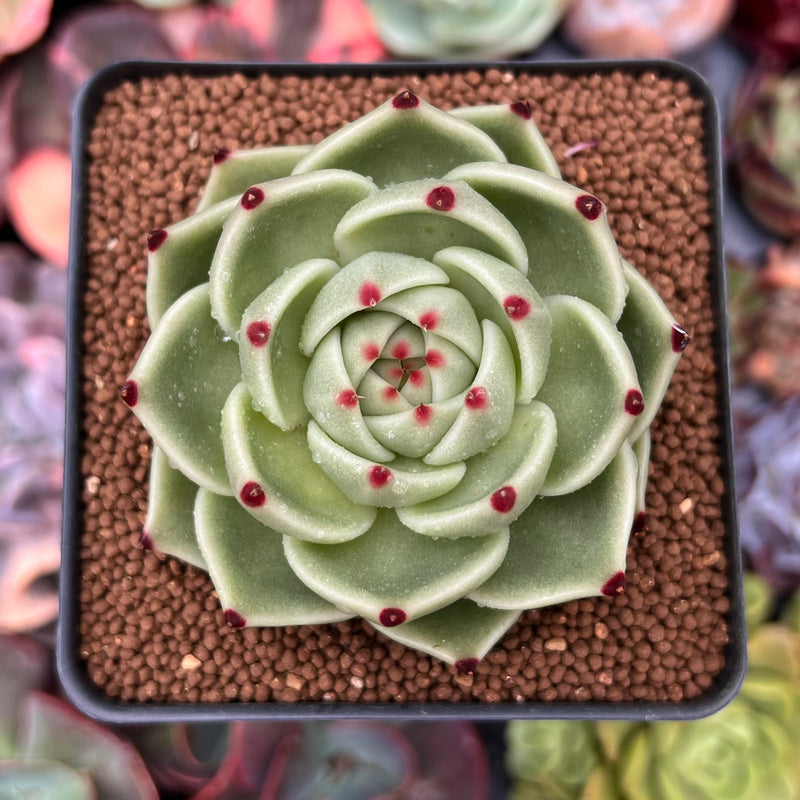 Echeveria Agavoides 'Blue Dragon' 3" Succulent Plant