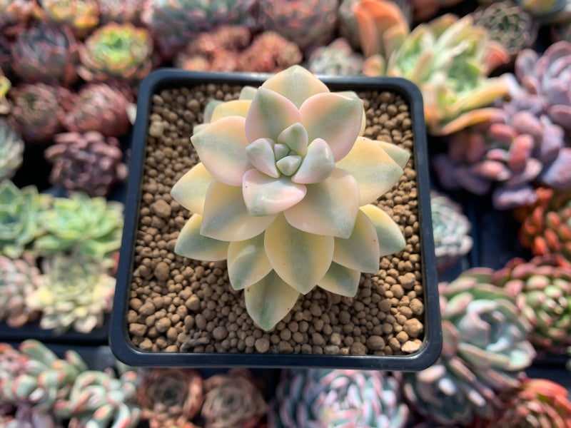 Graptoveria 'Titubans' Variegated 2” Succulent Plant