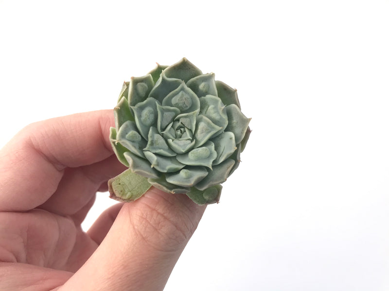 Echeveria 'Hearts Choice' 1" Small Succulent Plant