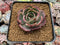 Echeveria Agavoides 'Pink Flora' 2"-3" Succulent Plant