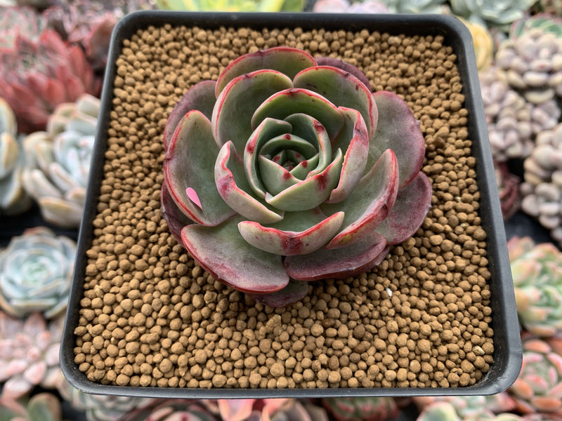 Echeveria Agavoides 'Pink Flora' 2"-3" Succulent Plant