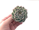 Echeveria 'Red Velvet' 2" Succulent Plant