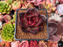 Echeveria 'Adrian' New Hybrid 2"-3" Succulent Plant