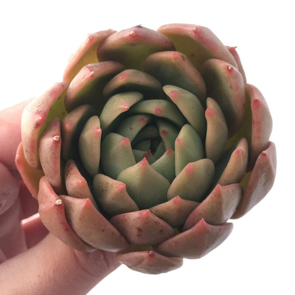 Echeveria Agavoides 'Chimera' 3” Succulent Plant