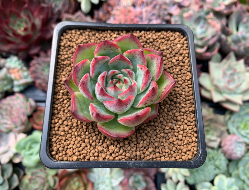 Echeveria 'Amore' 1"-2" Succulent Plant