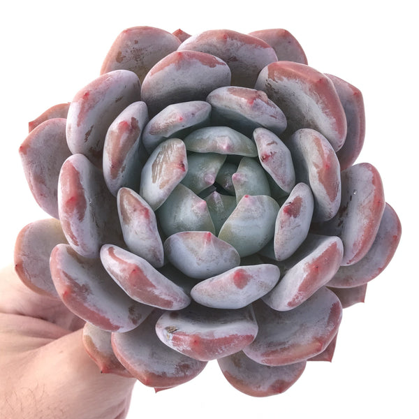 Echeveria 'Orange Monroe' 4-5" Large Selected Clone Succulent Plant