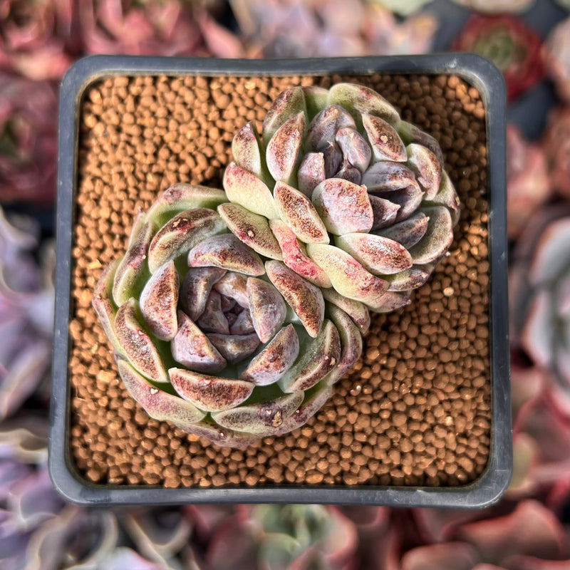 Echeveria 'Amethyst' 2" Cluster Succulent Plant