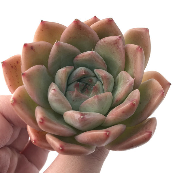 Echeveria 'Alba Beauty' 3" Succulent Plant