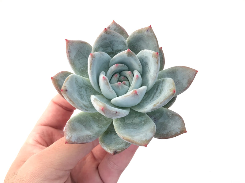 Echeveria 'Ivory' Selected Clone 3"-4" Powdery Succulent Plant