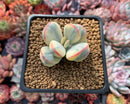 Cotyledon 'Orbiculata' Variegated Cutting 2" Succulent Plant