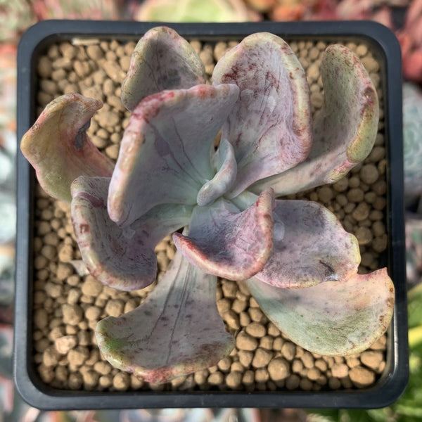 Pachyveria 'Jocelyns Joy' Variegated 2" Succulent Plant