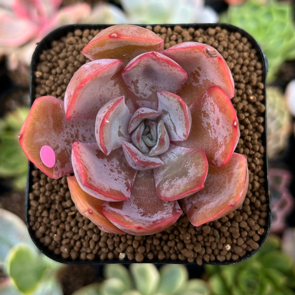 Echeveria 'Morning Glory' 2" New Hybrid Succulent Plant