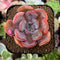 Echeveria 'Morning Glory' 2" New Hybrid Succulent Plant