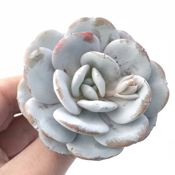 Echeveria Laui Wide Leaf 2”-3” Rare Succulent Plant