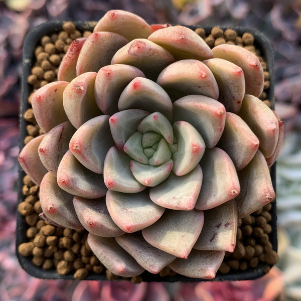 Echeveria Agavoides 'Blood Spirit' 2" Succulent Plant