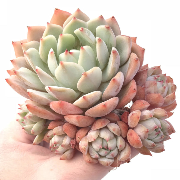 Echeveria ‘Marsia’ Cluster 4" Rare Succulent Plant