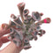 Echeveria 'Trumpet Pinky' 2" Succulent Plant