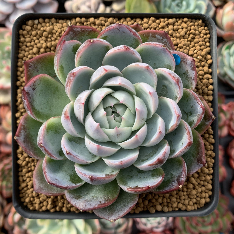 Echeveria 'Lonely Heart' 4" Powdery Succulent Plant