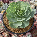 Greenovia Diplocycla 'Gigantea' 5"-6" Succulent Plant