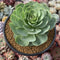 Greenovia Diplocycla 'Gigantea' 5"-6" Succulent Plant